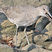 Willet